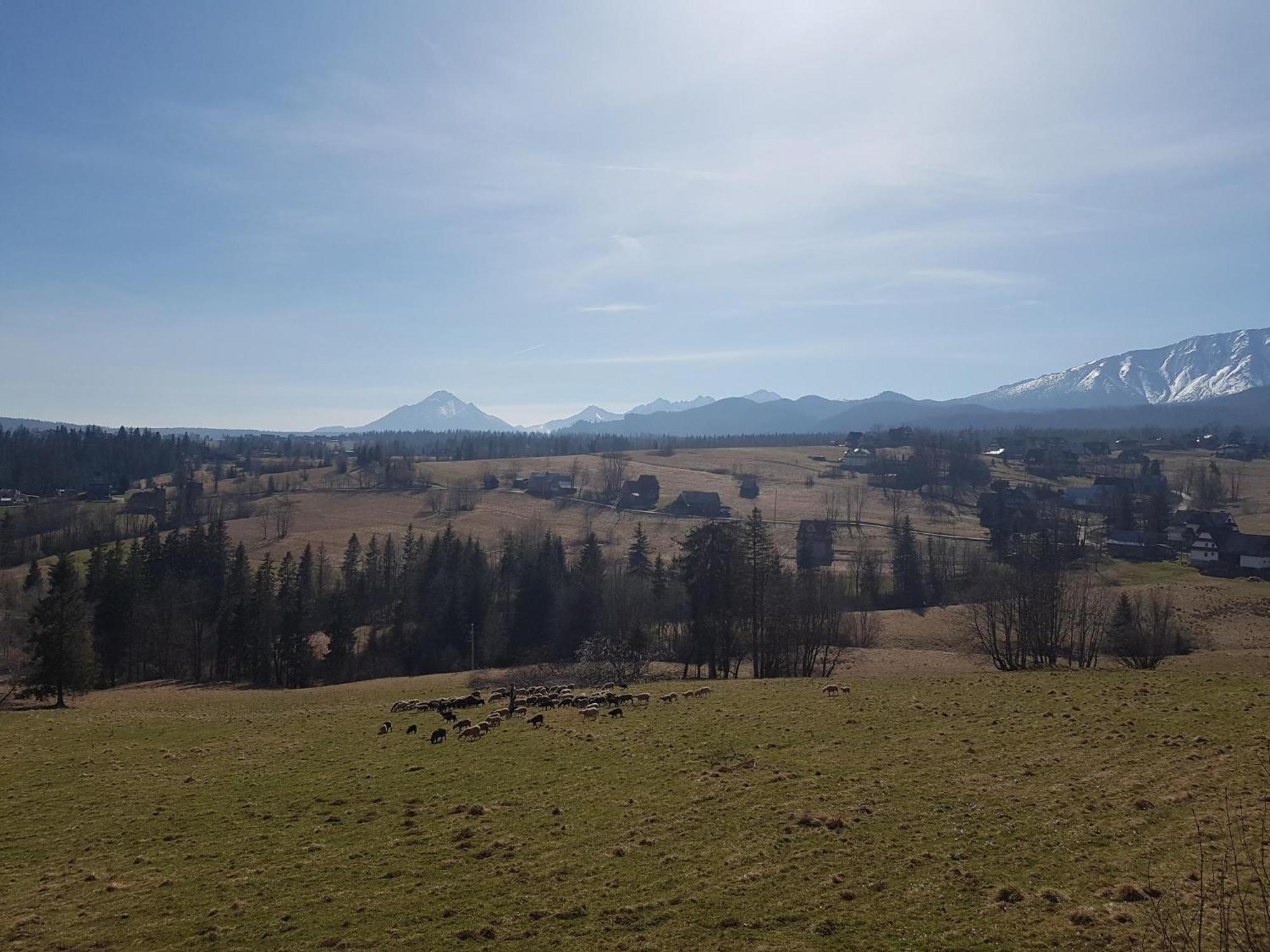 Villa Dorota Zakopane Bagian luar foto