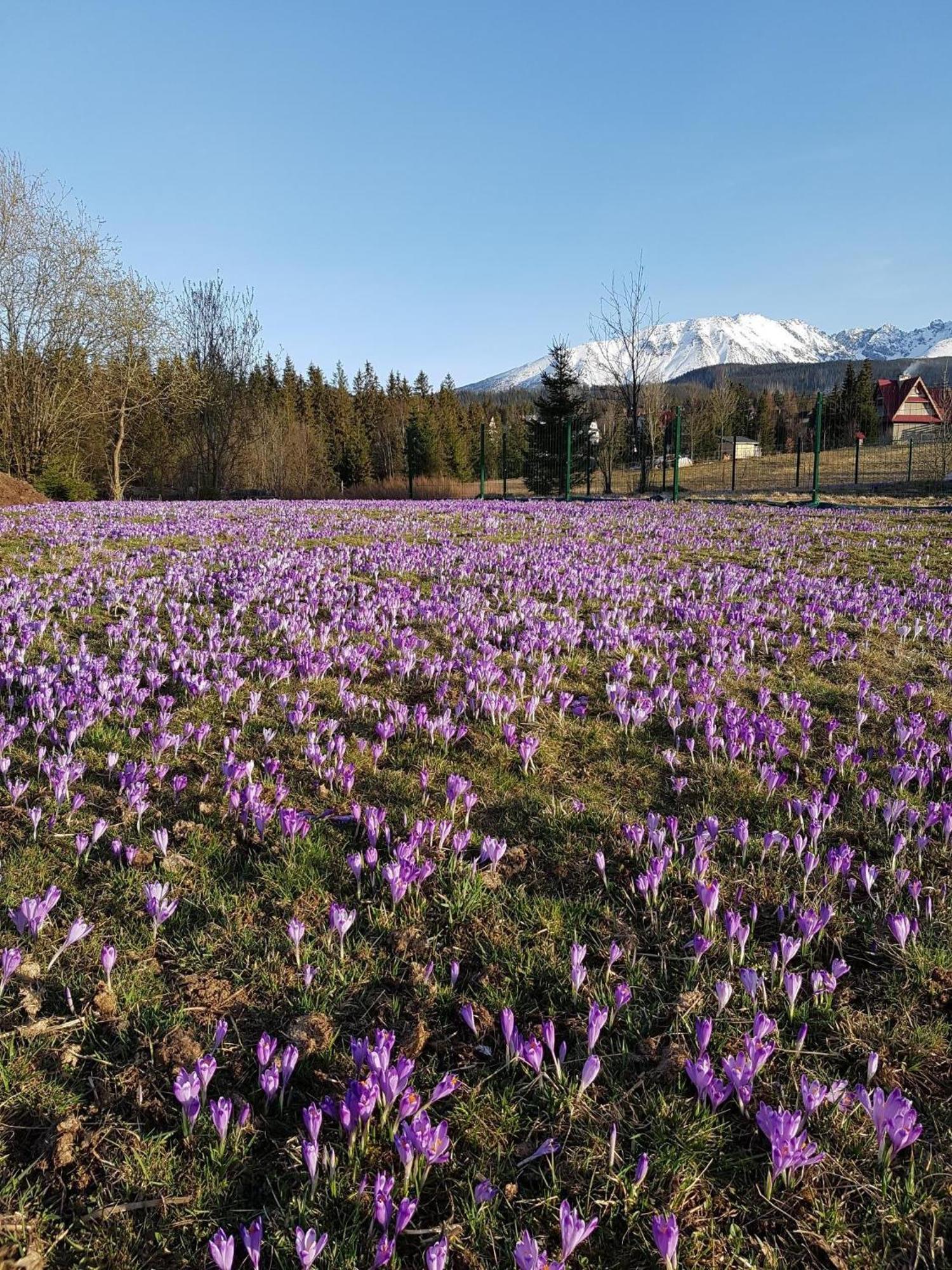 Villa Dorota Zakopane Bagian luar foto